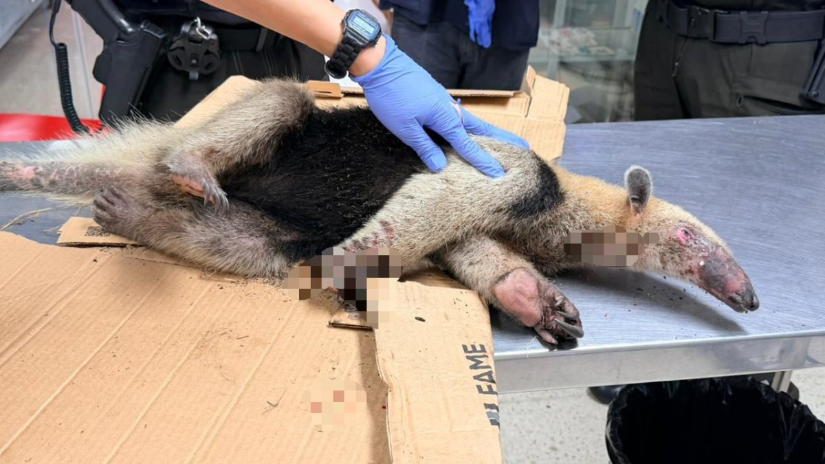 El oso hormiguero llegó malherido al centro veterinario.