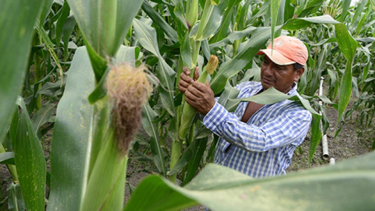En los últimos meses, los agricultores han enfrentado un incremento en el precio de fertilizantes.
