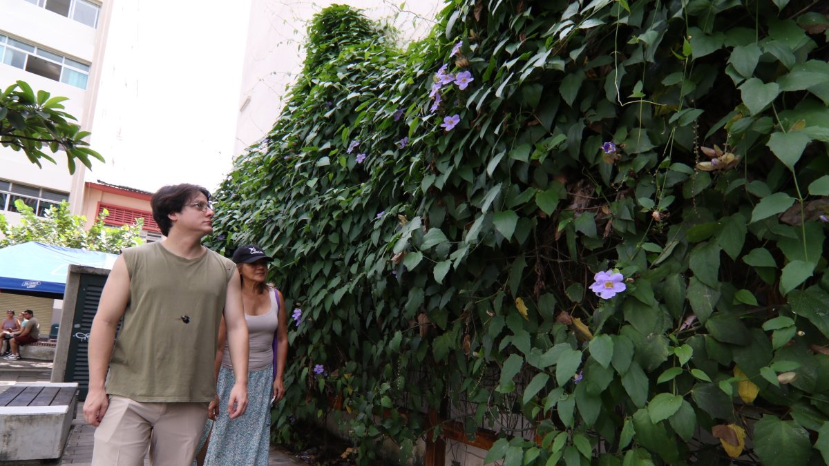 A pesar de ser una planta invasora, una de estas especies está a plena vista de todos en la calle Imbabura, junto a la calle Panamá. Su flor disimula su efecto invasivo.
