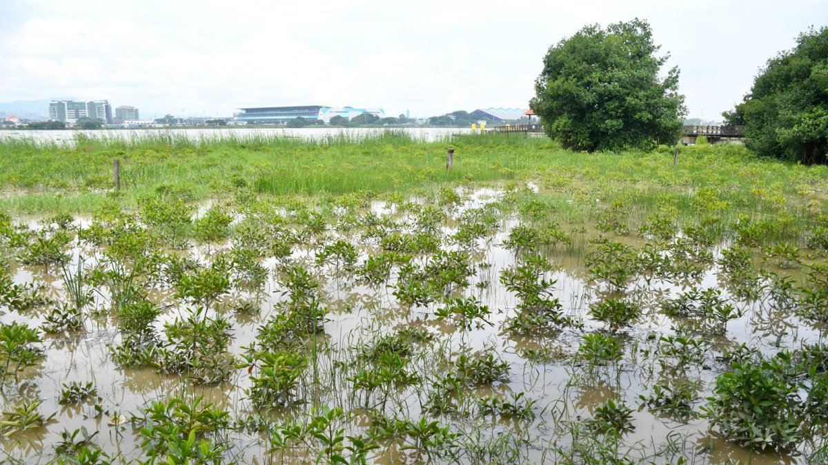 Siembra de Mangle en Parque Histórico