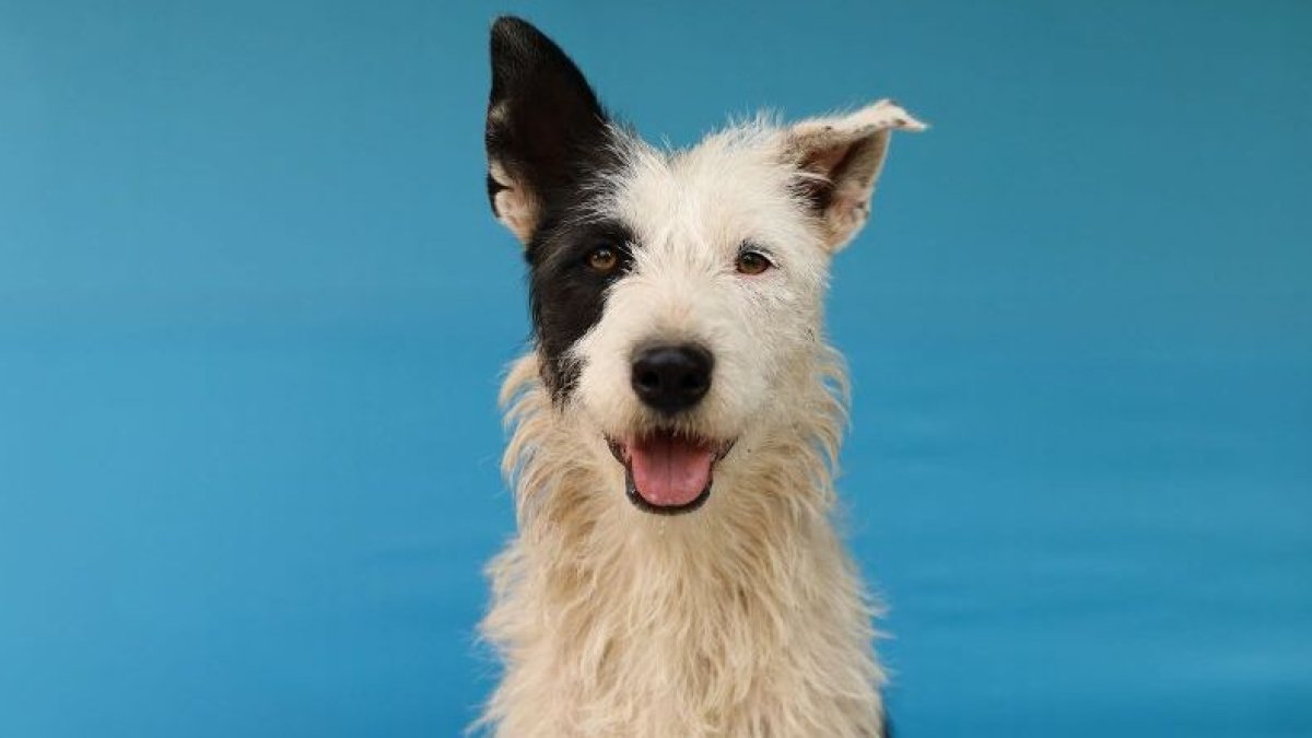 Jacobo, Diego y 11 perros más buscan familia en Quito.. Las jornadas se desarrollarán en el Parque Inglés este 8 de marzo.