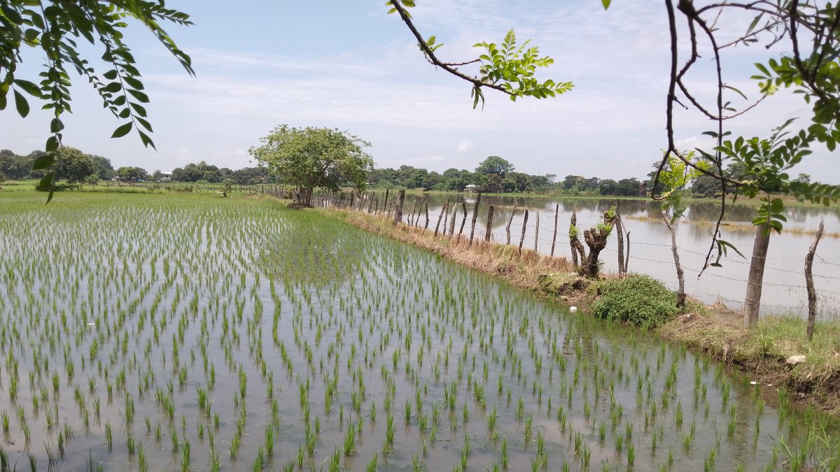 Una parcela de cultivo de arroz, en el recinto Los Quemados permanece bajo el agua por el invierno.