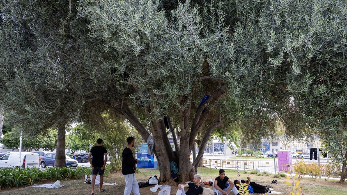 Migrantes argelinos descansan a la sombra de un árbol en un parque de la Estación Marítima de Palma de Mallorca, el 24 de agosto de 2025.