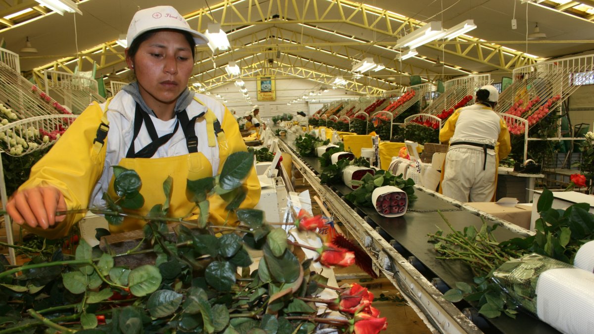 Un acuerdo como el ART permitiría que productos como las flores dejen de pagar sobretasa. Los aranceles normales, se mantienen.