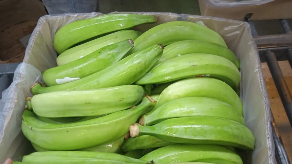 La industria del plátano incentiva el consumo interno del producto que no se pudo vender a Colombia.