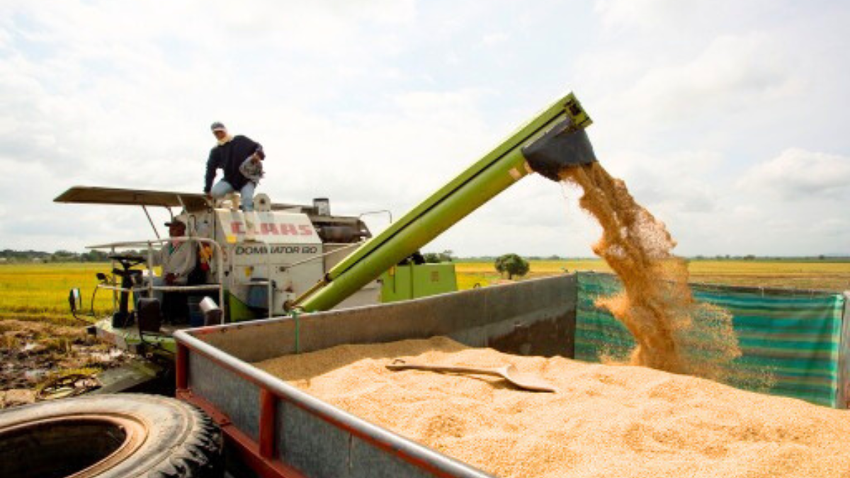 Una de las máquinas que se usan para la cosecha del arroz.