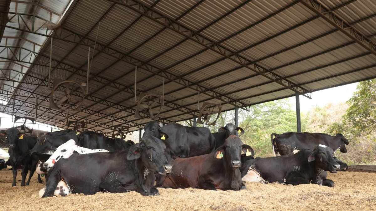Reses en una hacienda en la vía a la costa, cerca de Guayaquil.