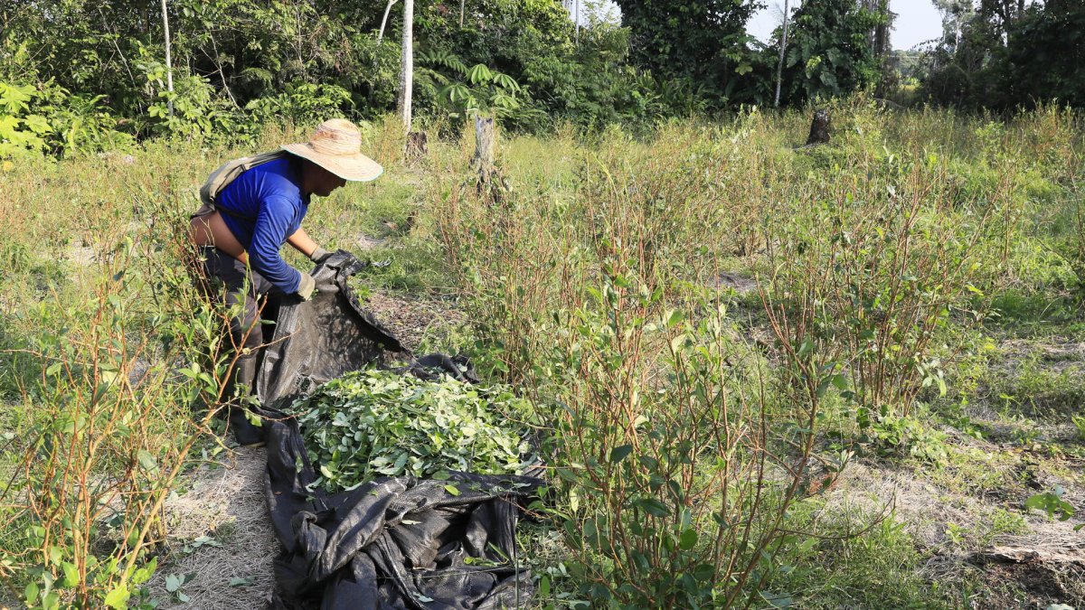 Una persona trabaja en la recolección de hojas de coca en el Valle del Guamuez (Colombia).