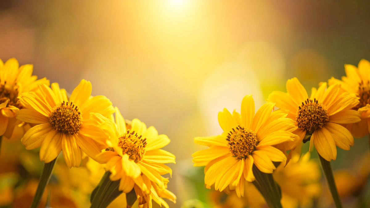 Las flores amarillas son una manera de celebrar el equinoccio de primavera, un gesto de renovación y energía positiva.