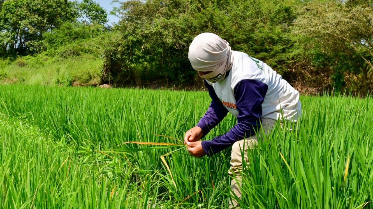 Un agricultor trabaja en un cultivo de arroz en Santa Lucía.