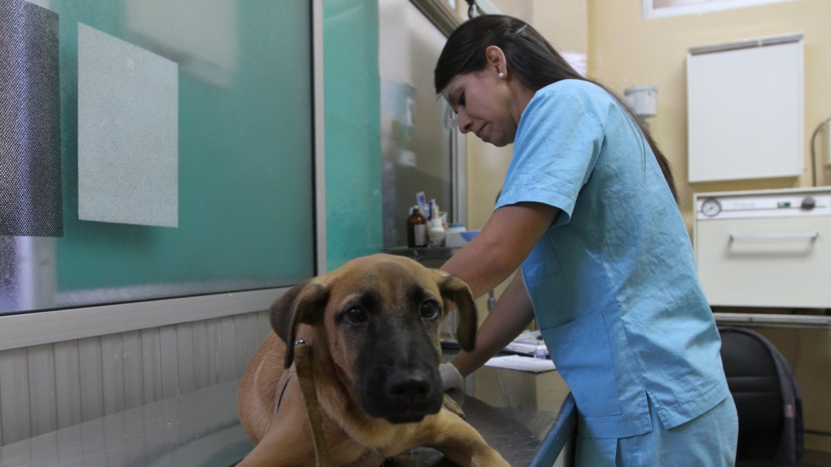 Referencial. Guayaquil registra 381 reportes por presunto maltrato animal en dos meses.