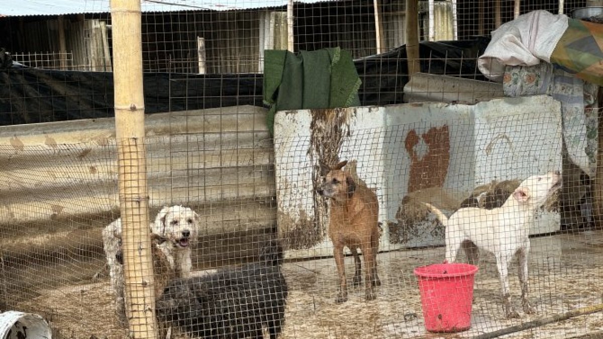 El refugio solicita ayuda urgente: alimentos, agua potable y un terreno seguro para trasladar a los 87 perros. Uno adicional, Peluche, permanece aún desaparecido.
