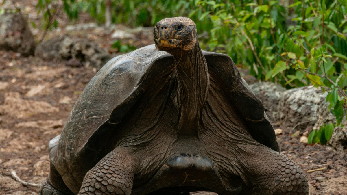 Referencial. Las tortugas liberadas tienen entre 7 y 15 años.