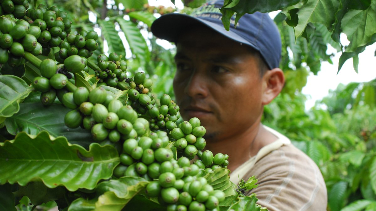 Un agricultor trabaja en un cultivo de café.
