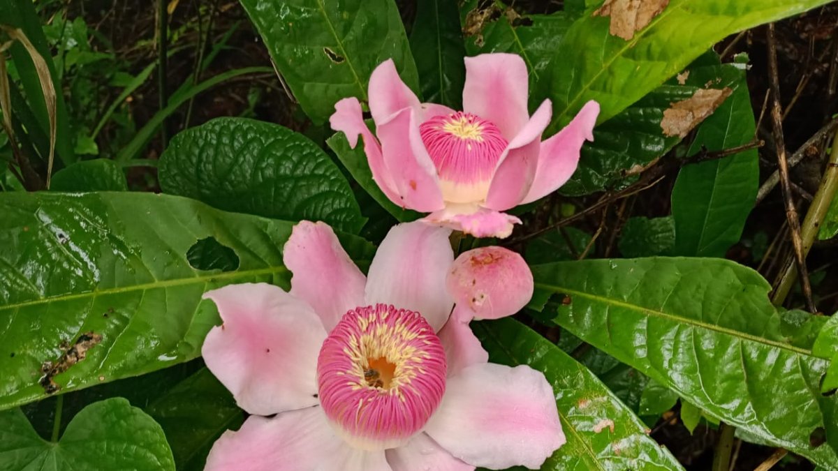 El membrillo Gustavia angustifolia, planta endémica de la costa de Ecuador, es parte de la lista actualizada internacional de la familia Lecythidaceae, que se desarrolla en Londres.