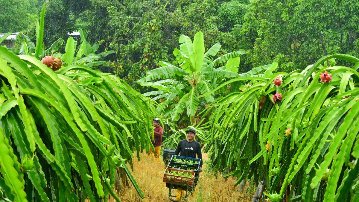 Cosechadores de pitahaya laboran durante uno de los picos de producción del cultivo en la parroquia Juan Gómez Rendón, en Guayas.