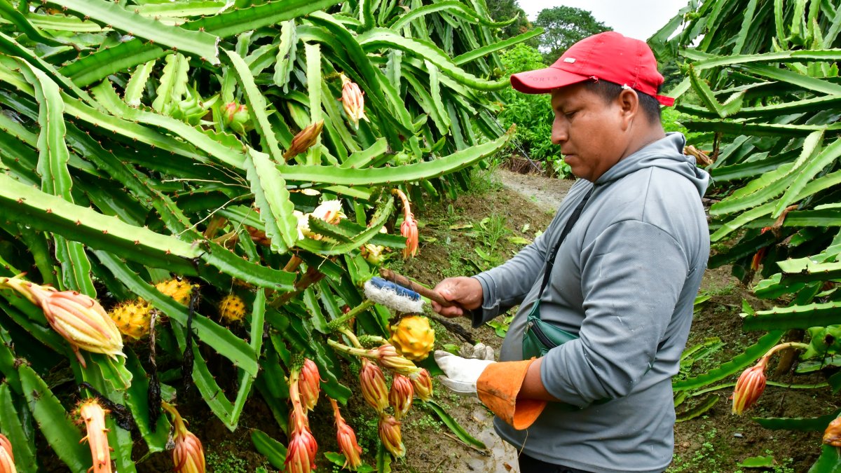 Ecuador es hoy uno de los principales proveedores de pitahaya a solo nueve años de haber abierto el mercado estadounidense