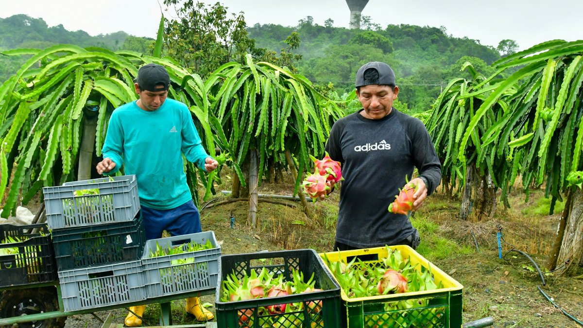 Guayas concentra el 12 % de la producción nacional de pitahaya roja