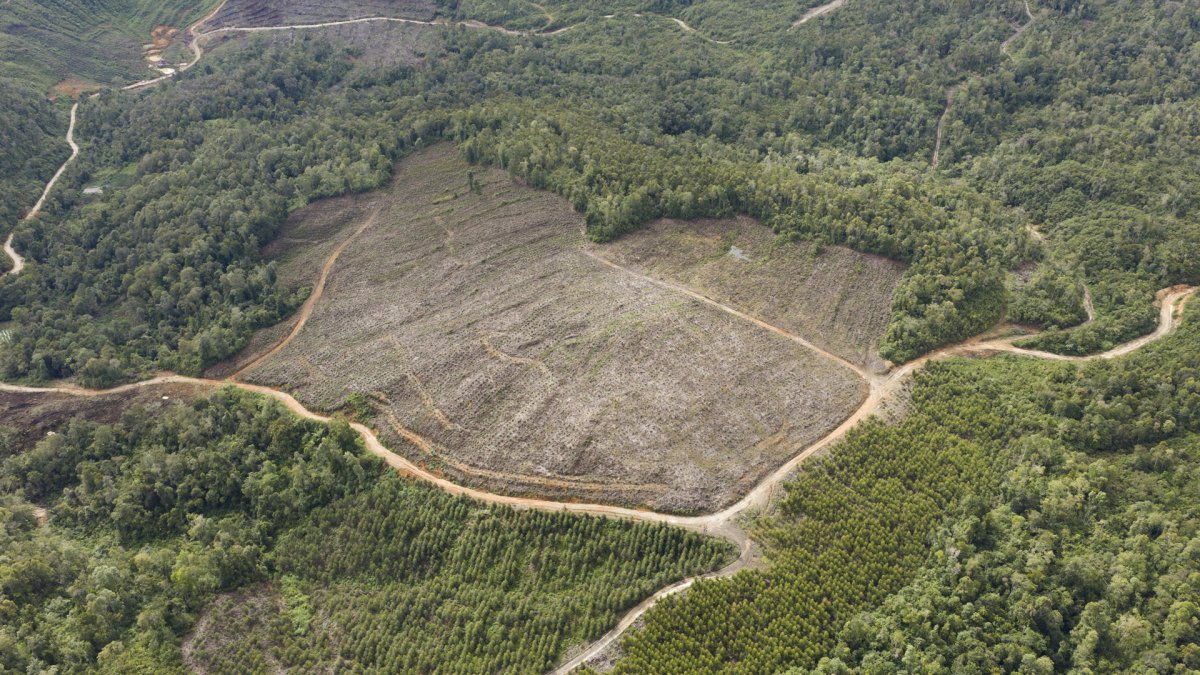 La deforestación en Indonesia aumentó un 66 % en 2025, el mayor repunte en los últimos cinco años, vinculada a la expansión de la producción del aceite de palma.