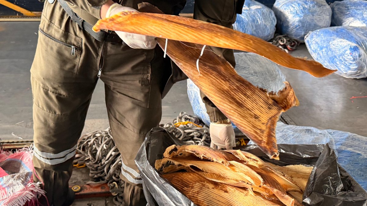 Así se encontraban almacenadas las aletas, camuflados para venderse en oriente.