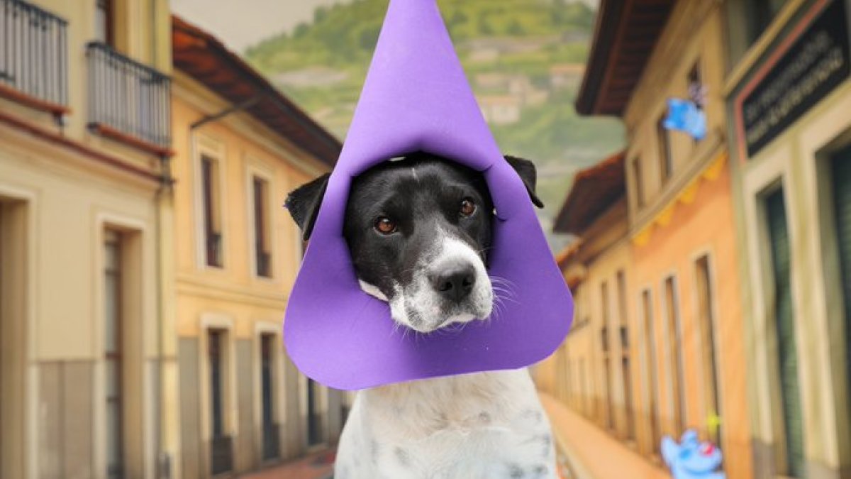Perritos disfrazados de cucuruchos buscan adopción en Quito