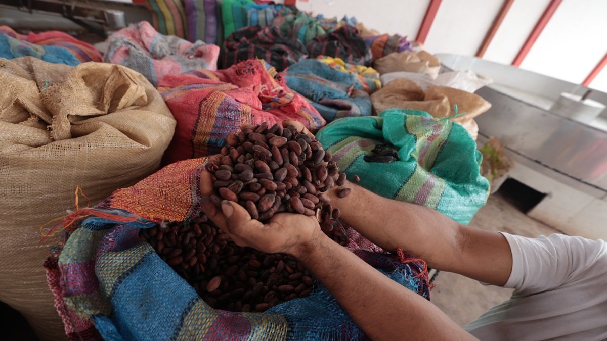 La exportación de cacao tuvo un repunte en 2023 por el alza en el precio de esta fruta en el mercado internacional.