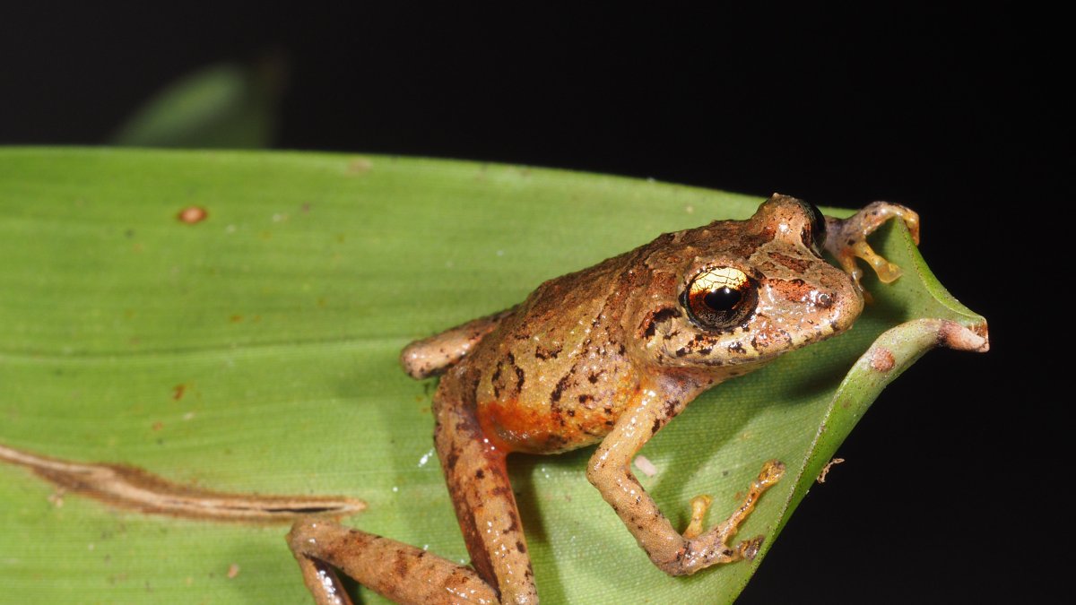 Pristimantis plateado se distingue por su iris plateado o bronce claro.