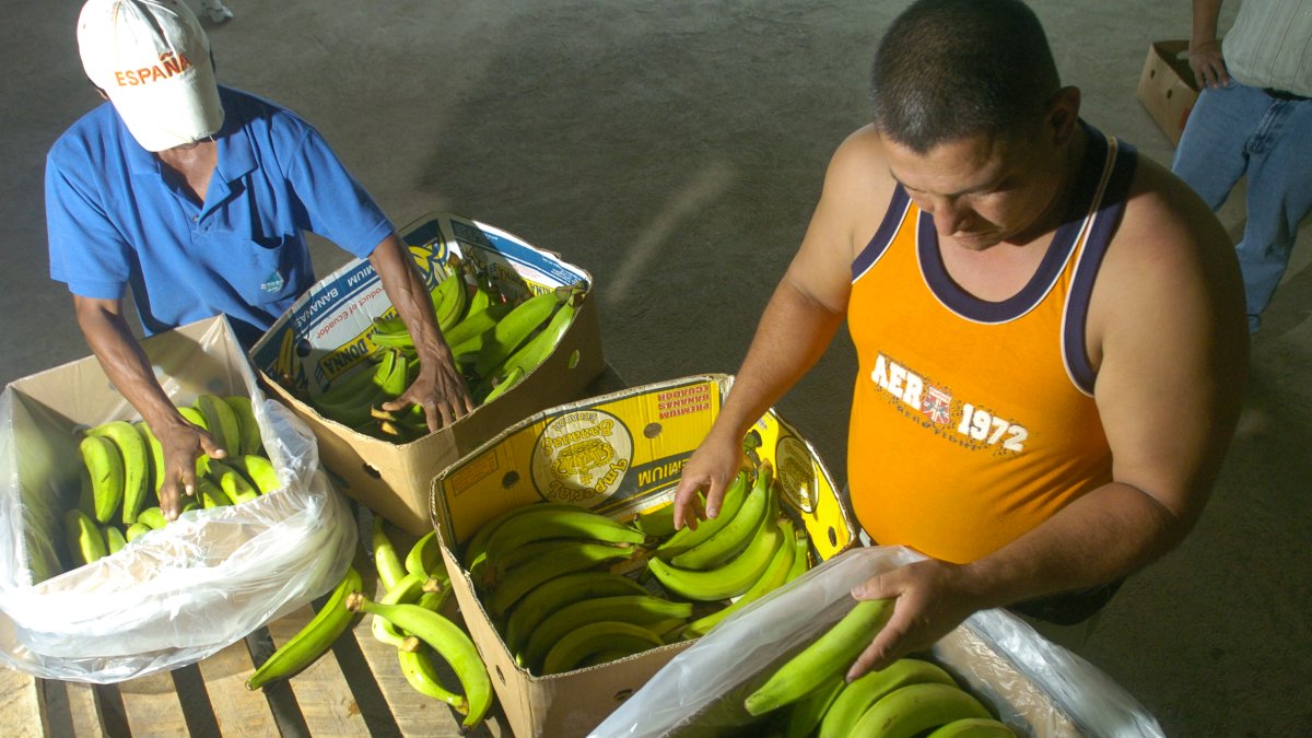 La comercialización de la caja de plátano en Guayaquil.