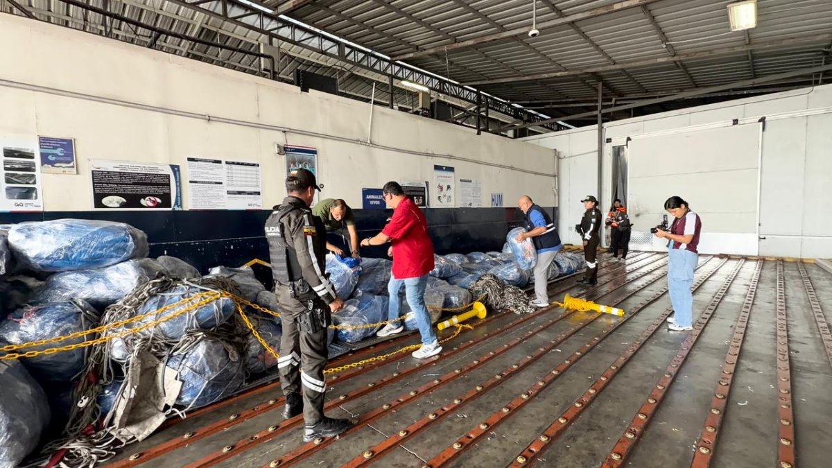 Aletas de tiburón, camufladas en sus fundas para pasar como buches de pescado.