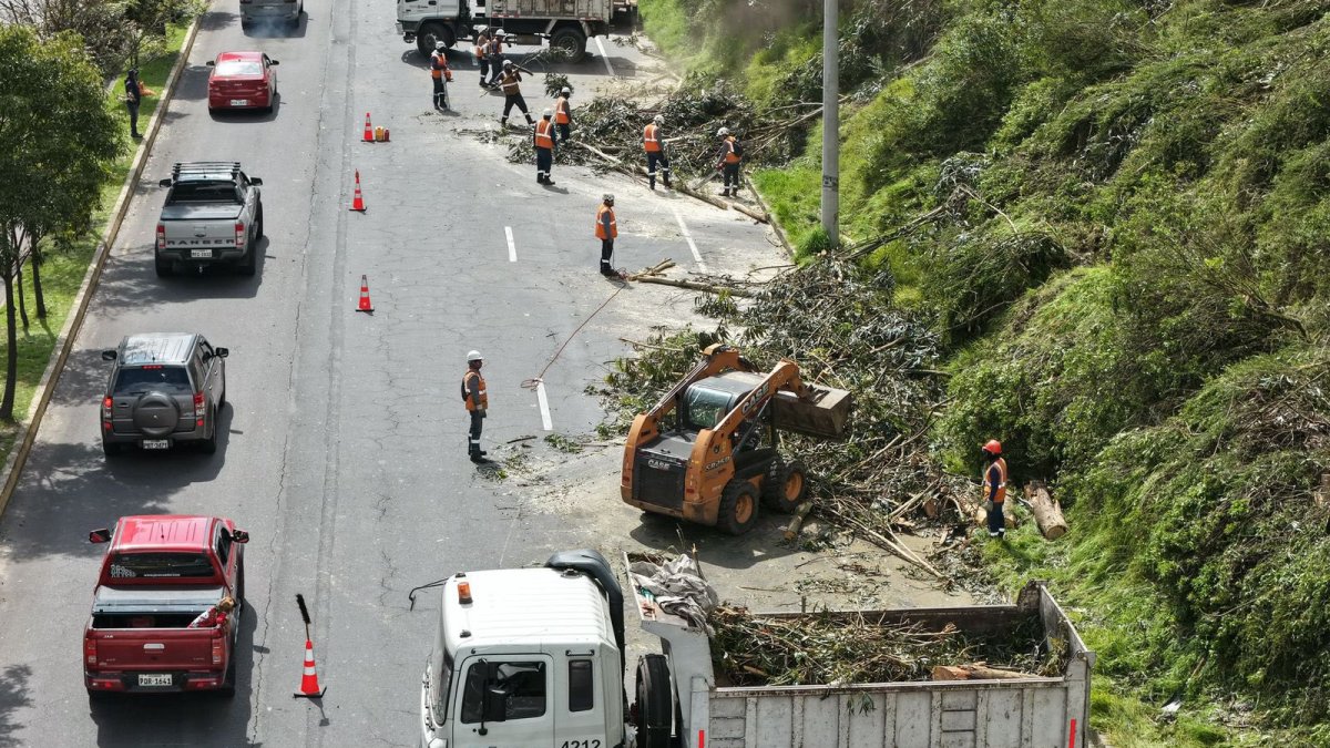 A finales de enero se retiró árboles en riesgo de caer en la av. Simón Bolívar, en el sector El Ciclista.