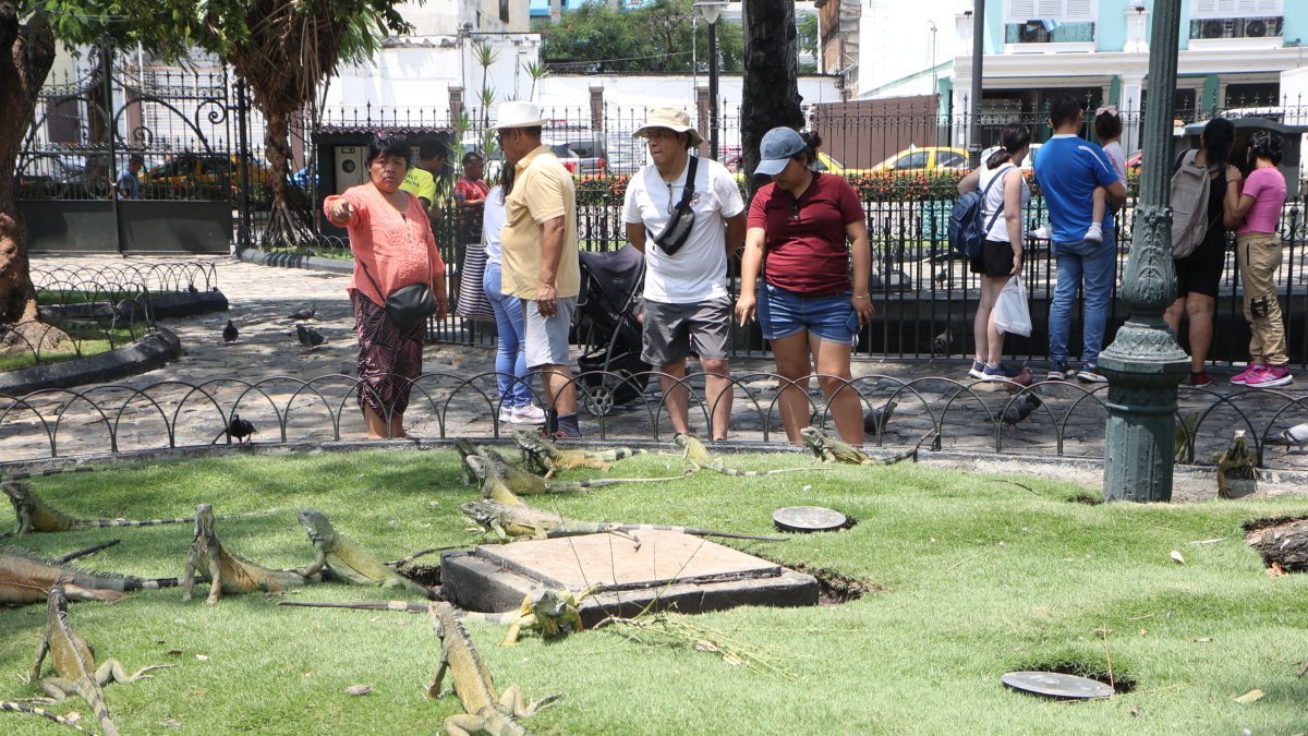 Ambiente en el Parque Seminario, o también conocido como 'de las iguanas'.