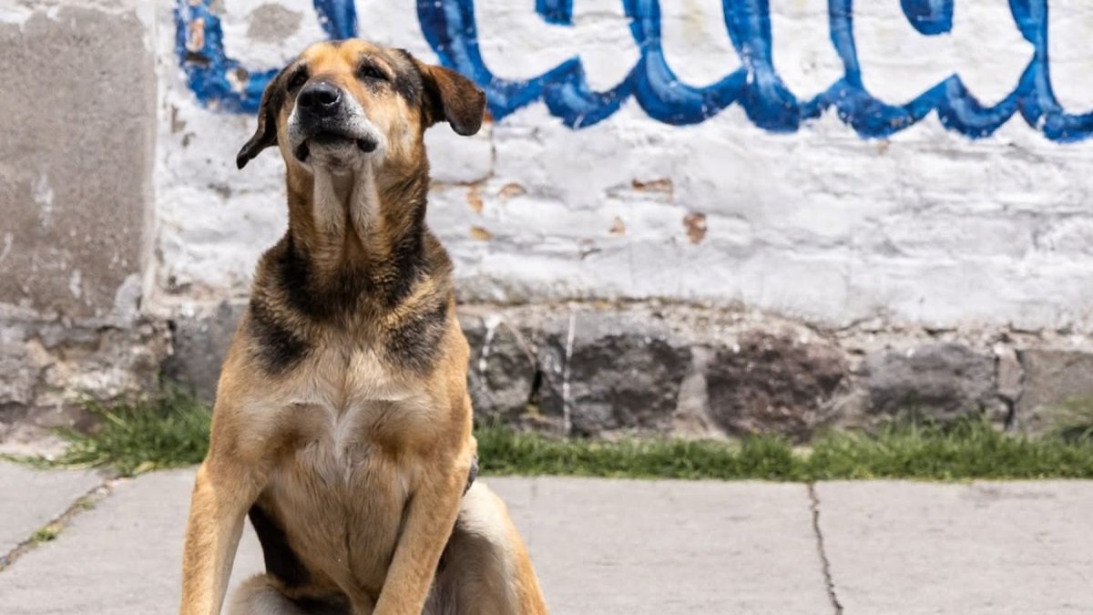 Max, un perrito comunitario, acompañó por años a los estudiantes de la Escuela Politécnica Nacional, en Quito.