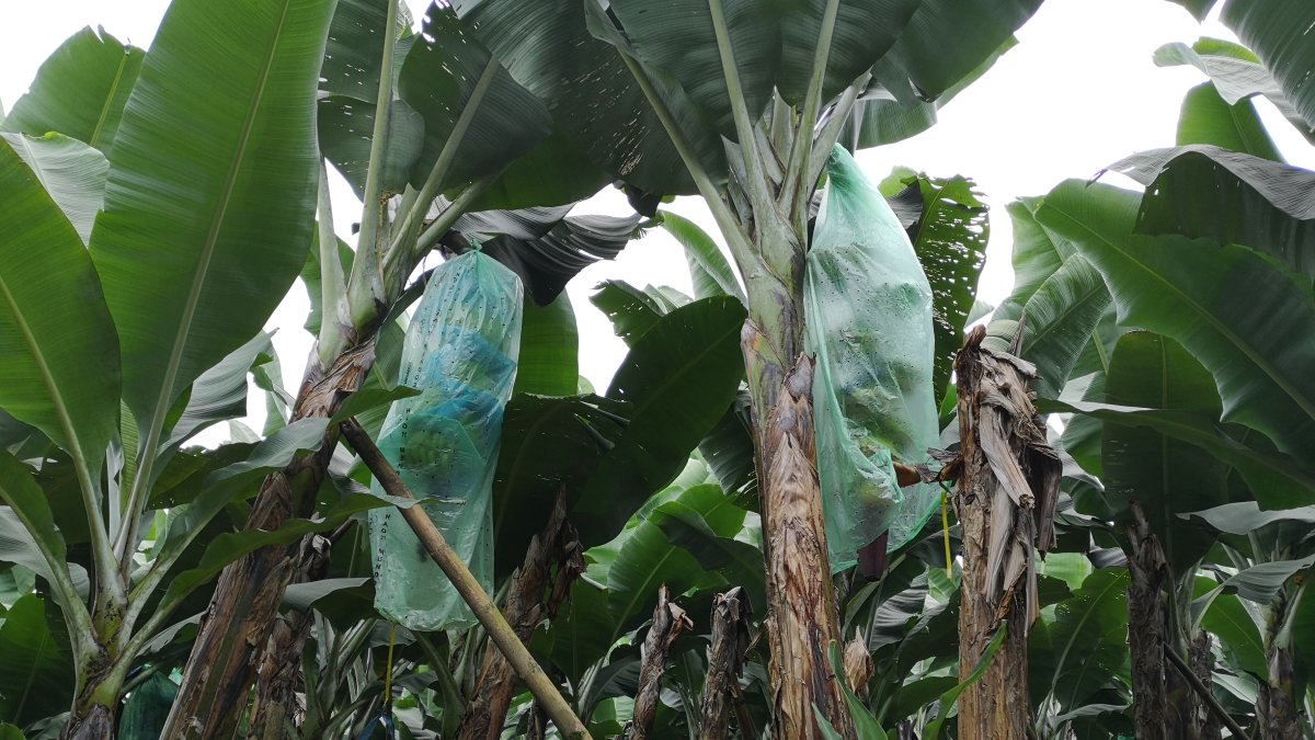 Con un buen manejo el hongo de la sigatoka no afecta sustancialmente.