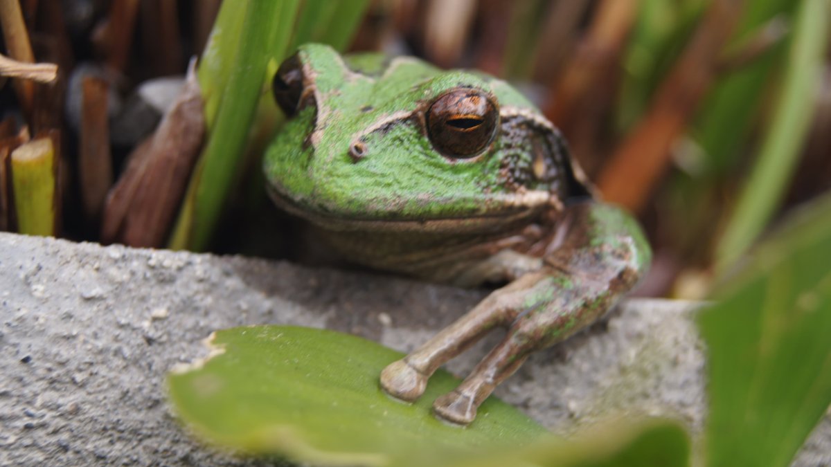 Ecuador alberga alrededor de seiscientas especies de anfibios.