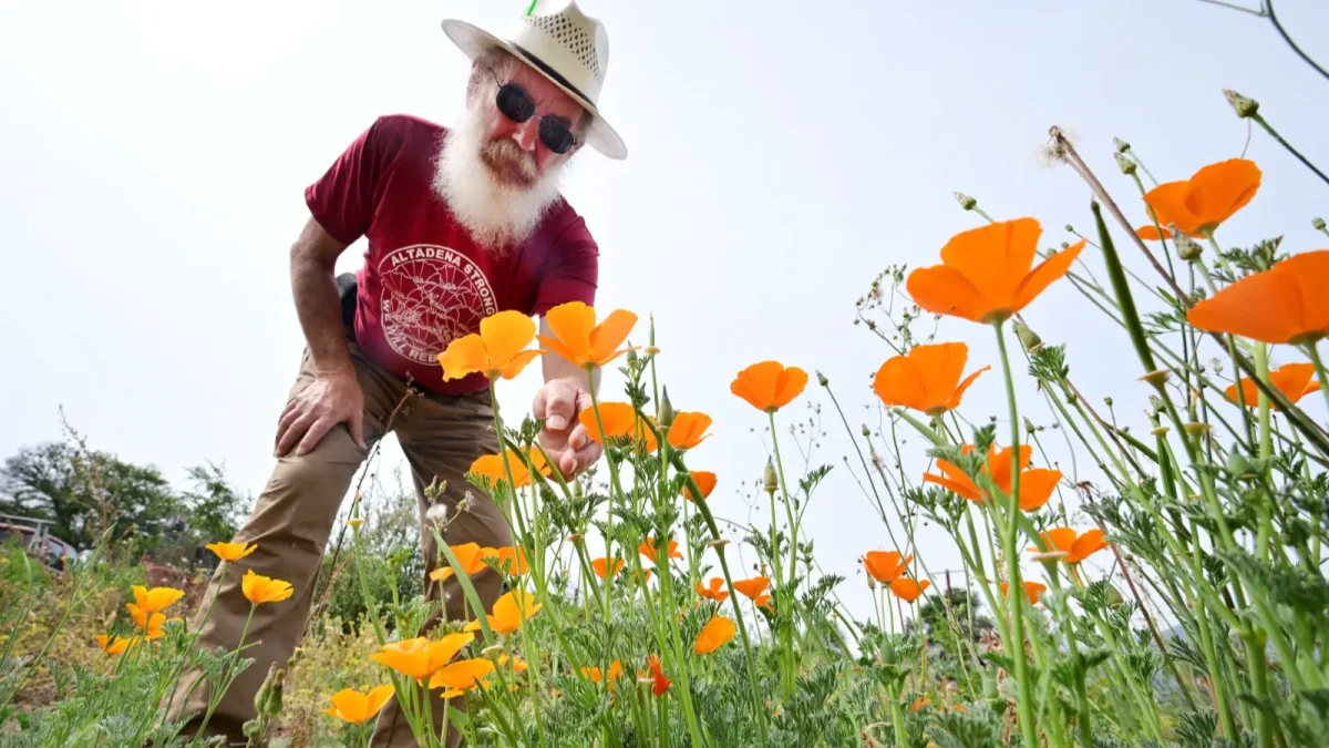 El residente de Altadena, René Amy, inspecciona las amapolas de California que crecen en el terreno donde se encontraba su antigua casa el 30 de marzo de 2026.