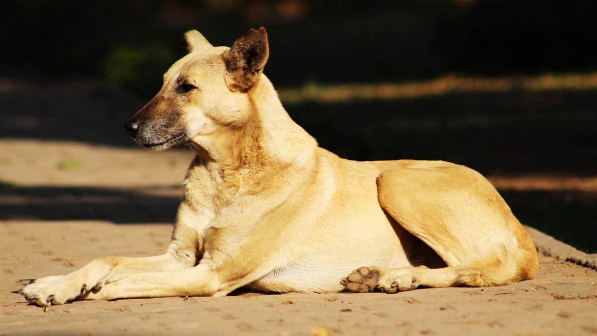Referencial. Los perros comunitarios viven en la Facultad de Filosofía, Letras y Ciencias de la Educación.