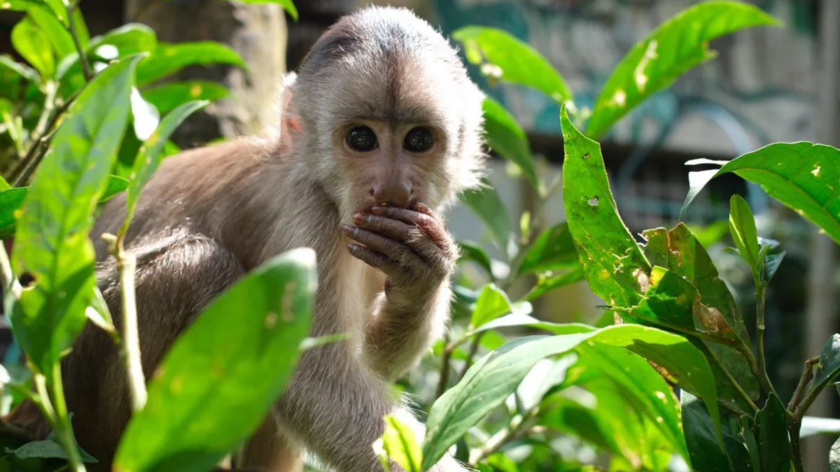 El Paseo de los Monos, ubicado en el Puyo (Pastaza), cumple 20 años como uno de los primeros refugios de fauna silvestre en la Amazonía ecuatoriana.
