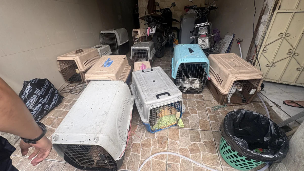 Animales rescatados permanecen en transportadoras tras la intervención en Los Vergeles.