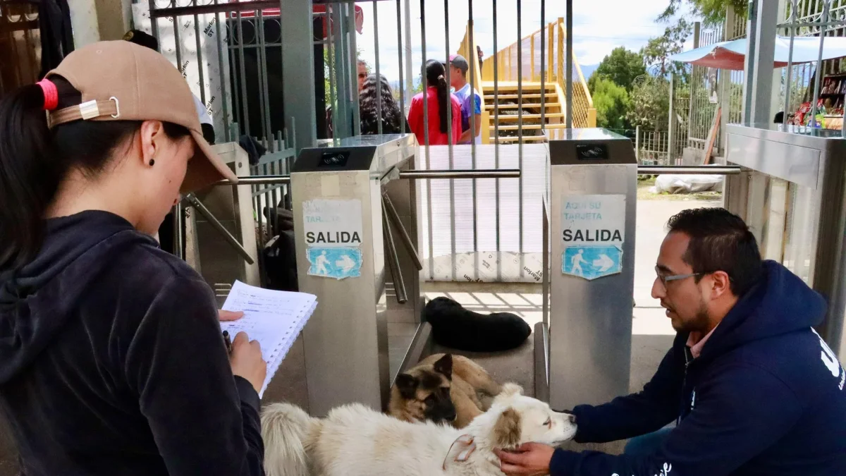 La presencia de los perros comunitarios se remonta a 2016, pero creció de forma visible durante la pandemia, en 2020.