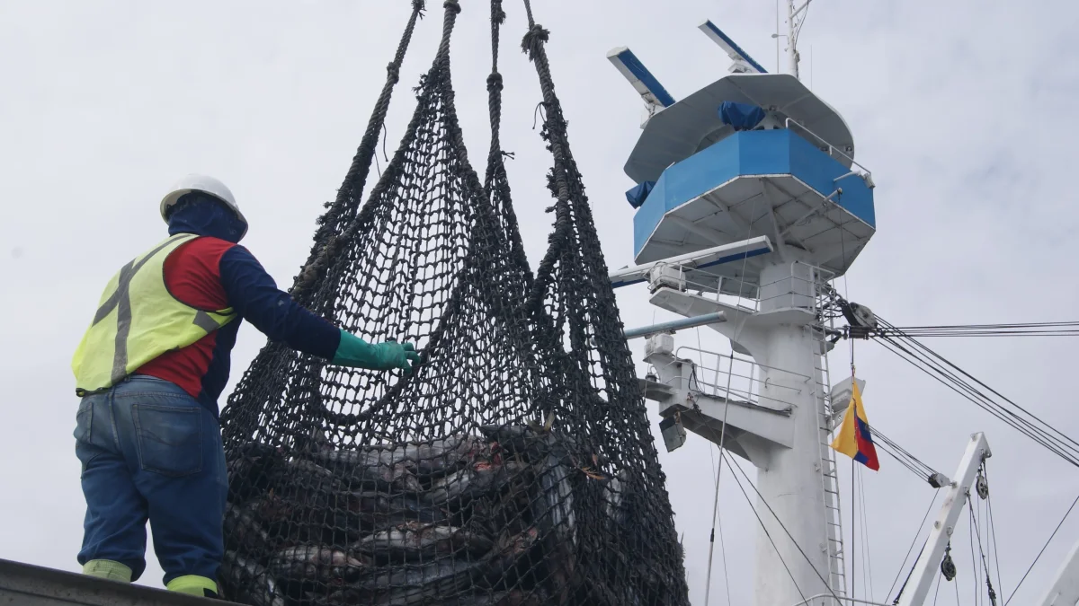 El trabajo de la pesca que se realiza en Manta, para exportar ese alimento.
