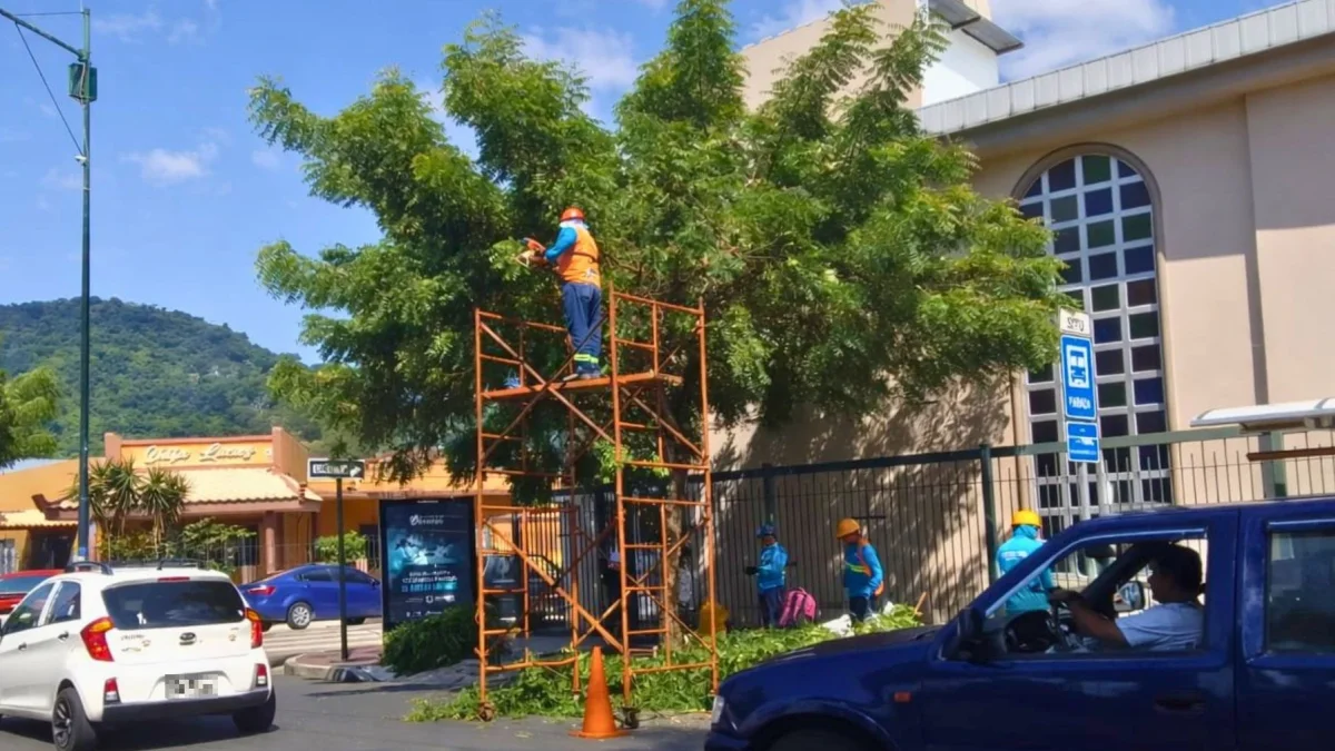 La poda de los árboles se registró en la avenida Adolfo Alvear Ordóñez, vía principal de la ciudadela Miraflores, en el norte de Guayaquil.