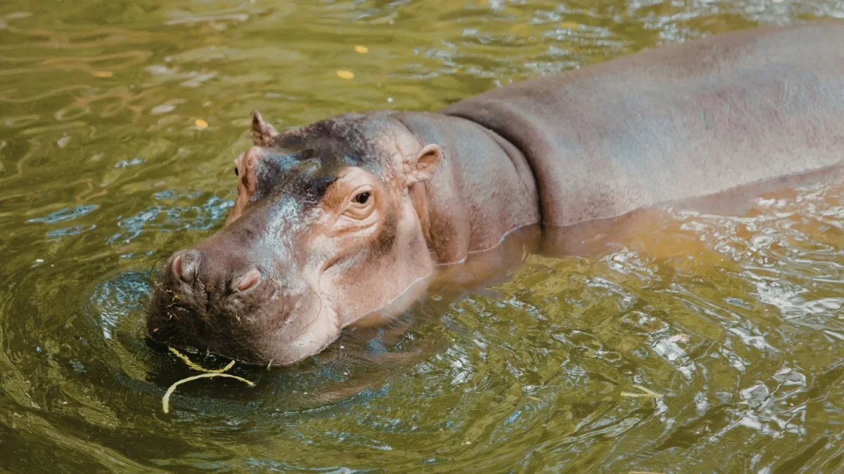 La especie es considerada invasora y ha causado daños ambientales en Colombia.