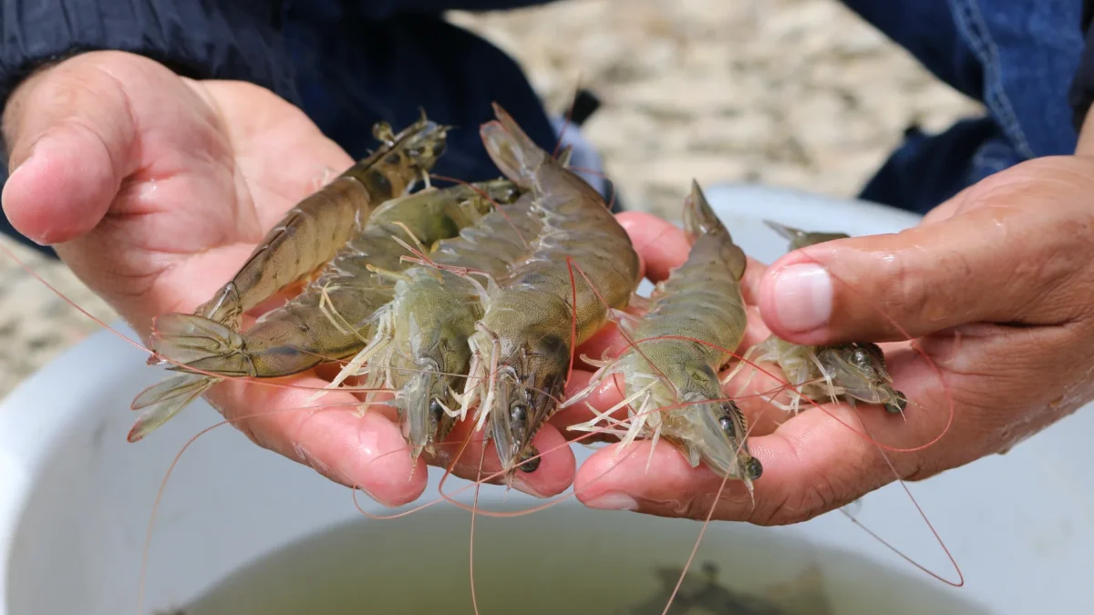 El CMNV es ampliamente reconocido en la industria acuícola por causar mortalidades silenciosas.