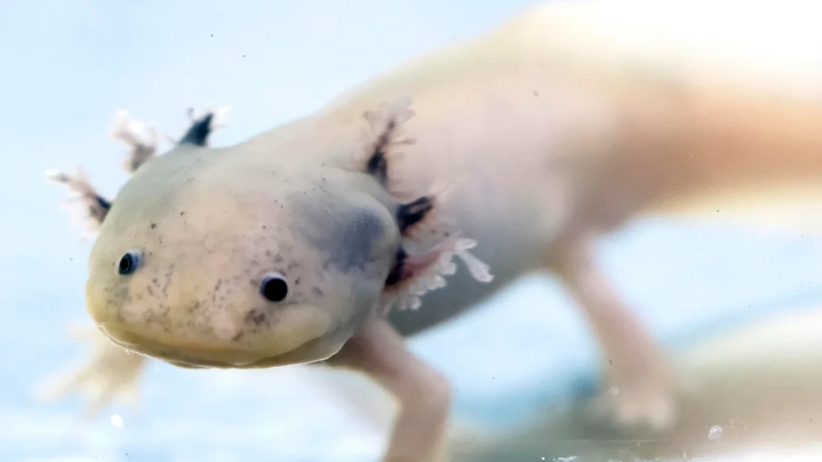 Fotografía de un ejemplar de ajolote en un área natural protegida de Xochimilco, en Ciudad de México (México).