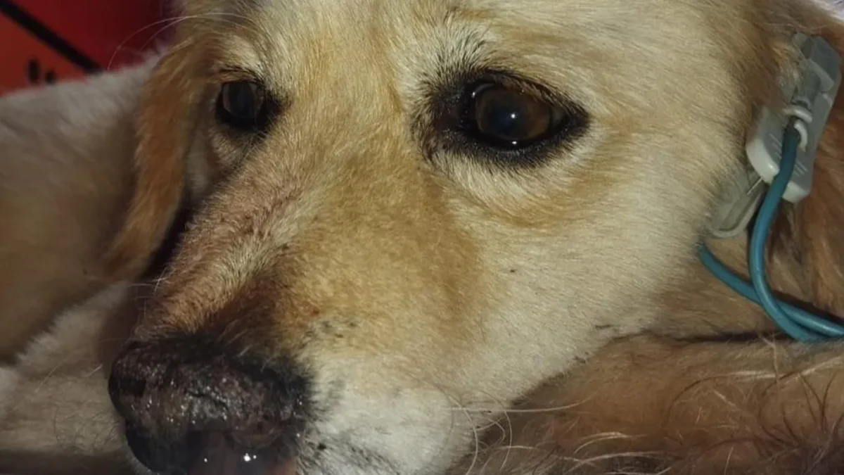 Un perro fue hallado colgado y con graves heridas en Jatumpungo, valle de Los Chillos. Organizaciones denuncian que fue utilizado para entrenar canes de pelea.