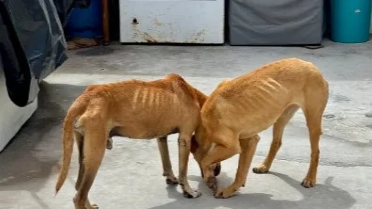 Rufino y Abril fueron rescatados en La Armenia, Quito, tras ser hallados en estado crítico de desnutrición.