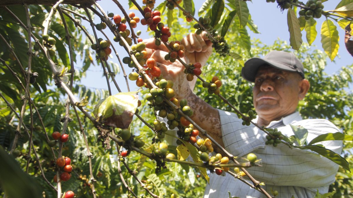 Santa Elena. Se inicia cosecha de café robusta en cultivos con baja productividad en consecuencia al déficit hídrico provocado por el cambio climático.