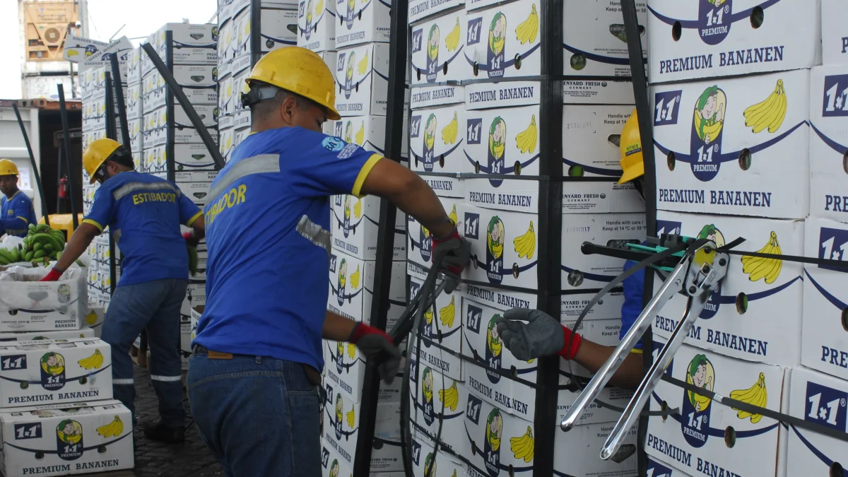 Personal alista las cajas de banano que serán exportadas.