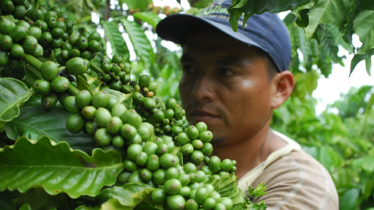 El sector cafetero ecuatoriano produce apenas 200.000 sacos al año, menos de lo que el país consume.