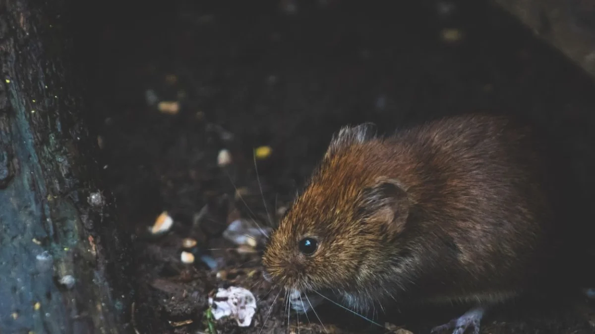 Principalmte el centro de Guaayquil reporta esta problemática